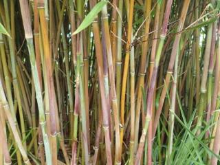 Fargesie nitida 'Winter Joy'/Bambus
