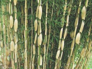 Fargesie robusta 'Campbell'/Bambus