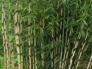 Fargesie robusta 'Formidable'/Bambus