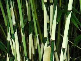 Fargesie robusta 'Pingwu'/Bambus