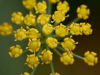 Fenykl obecný - Foeniculum vulgare Balení: kontejner p11