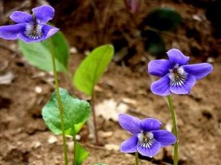 Fialka lesní - Viola sylvestris