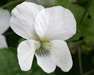 Fialka motýlkovitá 'Albiflora'- Viola sororia 'Albiflora'