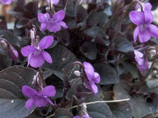 Fialka růžkatá ´Purpurea´ - Viola labradorica ´Purpurea´