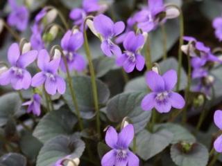 Fialka, violka labradorica 'Purpurea' - Viola labradorica 'Purpurea'