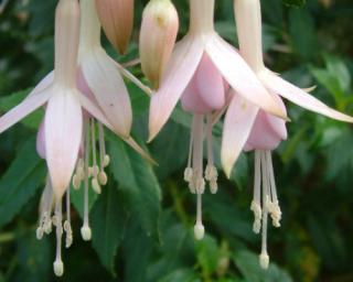 Fuchsie magellonská 'Whiteknight's Pearl'