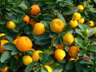 Fukushu kumquat