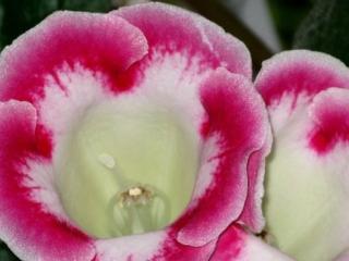 Gloxinia 'Blanche de Meru' - 2 ks