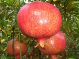 Granátové jablko ´Wonderfull´ - kontejner