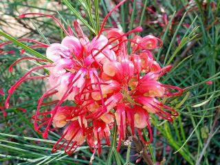 Grevillea johnsonii Balení: kontejner p17, Tvar: výška 30-40cm