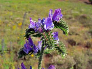 Hadinec obecný - Echium vulgare