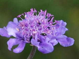 Hlaváč šedavý - Scabiosa canescens