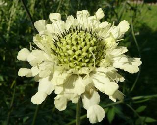 Hlavatka alpská - Cephalaria alpina