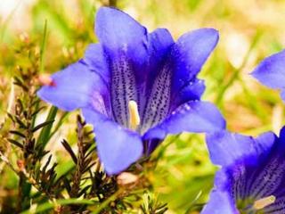 Hořec bezlodyžný 'Select' - Gentiana acaulis 'Select'