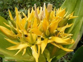 Hořec žlutý - Gentiana lutea