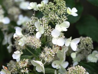 Hortenzie latnatá ´White Lady´