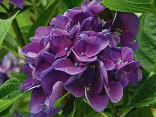 Hortenzie velkolistá 'Little Purple'