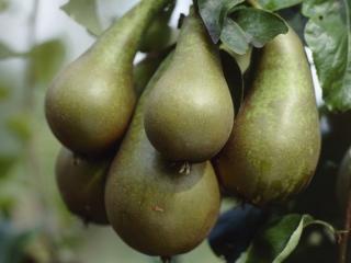 Hrušeň ´Pillar Pear´