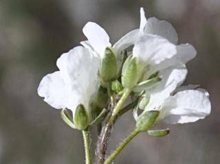 Huseník androsacea - Arabis androsacea