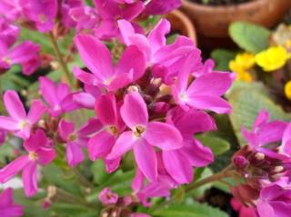 Huseník brvolistý 'Rose Delight' - Arabis blepharophylla 'Rose Delight'