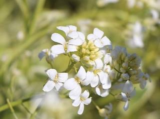 Huseník výběžkatý 'Old Gold' - Arabis ferdinandi-coburgii 'Old Gold'