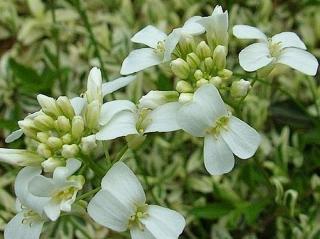 Huseník výběžkatý 'Variegata' - Arabis procurrens 'Varieagata'