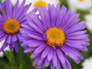 Hvězdnice alpská 'Dunkle Schöne' - Aster alpinus 'Dunkle Schöne'