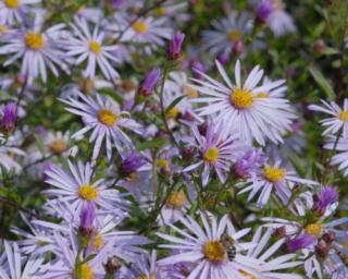 Hvězdnice pyrenejská 'Lutetia' - Aster pyrenaeus 'Lutetia'