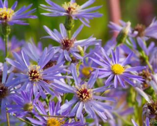 Hvězdnice velkolistá 'Twilight' - Aster macrophyllus 'Twilight'