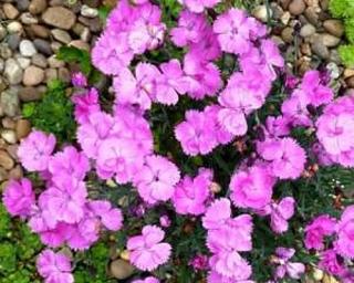 Hvozdík 'Dinetta Pink' - Dianthus 'Dinetta Pink'