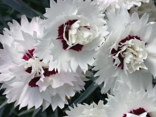 Hvozdík karafiát ´Silver Star´ DEV - Dianthus caryophyllus ´Silver Star´ DEV