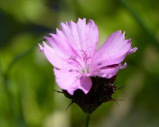 Hvozdík Kartouzek 'Rupert´s Pink' - Dianthus carthusianorum 'Rupert´s Pink'