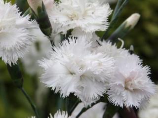 Hvozdík péřitý 'Albus' - Dianthus plumarius 'Albus'