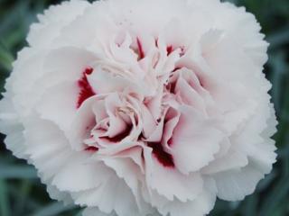 Hvozdík péřitý ´Cranmere Pool´ - Dianthus plumarius  ´Cranmere Pool´