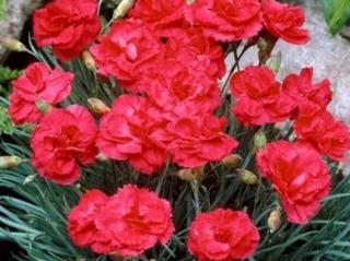 Hvozdík péřitý ´David´ - Dianthus plumarius ´David´