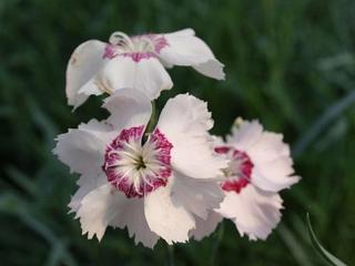 Hvozdík péřitý  'Dixie® White Red Bicolor' - Dianthus plumarius 'Dixie® White Red Bicolor'
