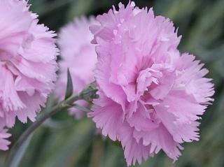 Hvozdík péřitý ´Double Rose´ - Dianthus plumarius ´Double Rose´ Balení: kontejner p11