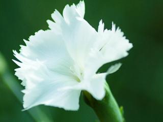 Hvozdík péřitý 'Double White' - Dianthus plumarius 'Double White'