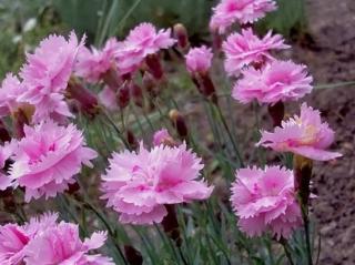 Hvozdík péřitý 'Fruhlingswonne' - Dianthus plumarius 'Fruhlingswonne'