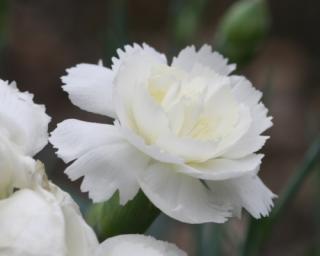 Hvozdík péřitý  'Haytor White' - Dianthus plumarius 'Haytor  White '