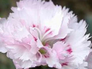 Hvozdík péřitý ´Ine´ - Dianthus plumarius ´Ine´ Balení: kontejner p11