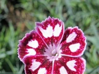 Hvozdík péřitý 'Jane Austen' - Dianthus plumarius 'Jane Austen'