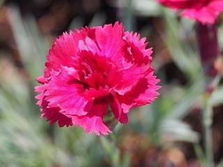 Hvozdík péřitý 'Munot' - Dianthus plumarius 'Munot'