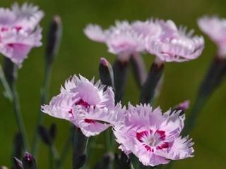 Hvozdík péřitý 'Nanus Sweetness' - Dianthus plumarius 'Nanus Sweetness'