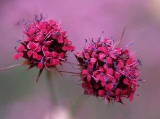 Hvozdík pinifolius - Dianthus pinifolius