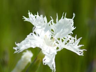 Hvozdík písečný - Dianthus arenarius