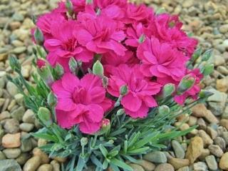 Hvozdík sivý 'Annette' - Dianthus gratianopolitanus 'Annette'