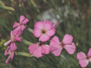 Hvozdík sivý DS031 - Dianthus gratianopolitanus DS031