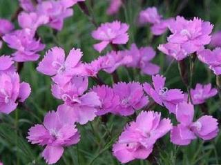 Hvozdík sivý ´Eydangeri´ - Dianthus gratianopolitanus ´Eydangeri´ Balení: kontejner p11