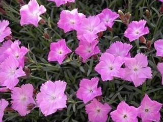 Hvozdík sivý ´Julka´ - Dianthus gratianopolitanus ´Julka´ Balení: kontejner p11